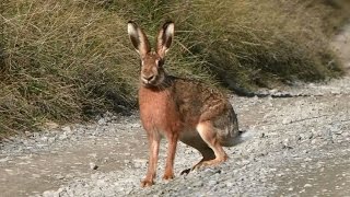 Chasse du lièvre aux chiens courants [upl. by Bible]