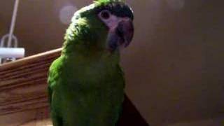 Bubbles the Hahns Macaw Talking [upl. by Halima]