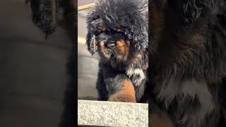 Tibetan mastiffs puppy [upl. by Soloma]