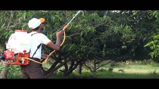 MAAX Knapsack Power Sprayer for high trees [upl. by Jerad864]