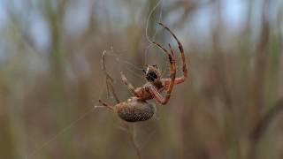 Spotted Orbweaver spider discards seed and harvests insects in web [upl. by Issac]