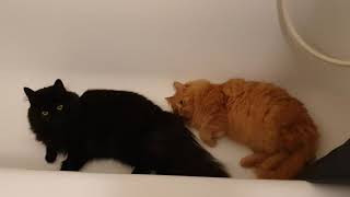 two cat bros just chillin in the tub [upl. by Sascha]