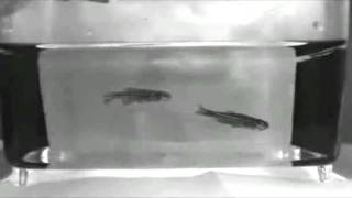 闘い後の遺伝子改変ゼブラフィッシュの敗者の行動  Abnormal behavior of transgenic loser zebrafish 10 minutes after a fight [upl. by Leihcim894]