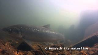 Atlantic Salmon Salmo salar Underwater UK [upl. by Auqinat]