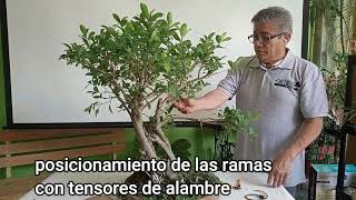 FICUS PERTUSA MANTENIMIENTO 0421 [upl. by Lean]