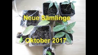 Neue Sämlinge  Oktober 2017 [upl. by Akiem]