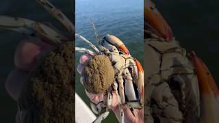 crabbing marylandbluecrab trotline riverlife centerconsole blueclawcrab sponge cool [upl. by Gamages]