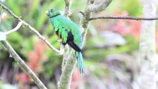 Quetzal ColinegroGoldenheaded QuetzalPharomachrus auriceps [upl. by Eisiam457]