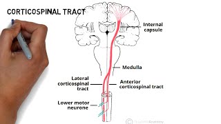 Corticospinal Tract Descending Tract  Neuroanatomy  Learning Neuro ID [upl. by Adnael]