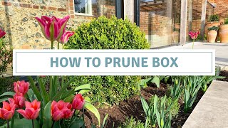 How To Prune Box Topiary  Buxus Sempervirens Pruning [upl. by Nylsej]