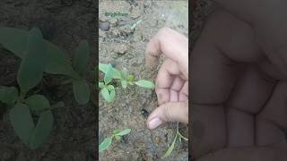 How to Grow French Beans 🌱at Home 🏡 shorts ytshorts garden greenery viralshorts [upl. by Ojyllek]