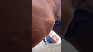 Urticaria in Horse treatment l Dr Mohsin Arshad [upl. by Lussier22]