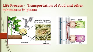 Life Process  Vascular bundle Transportation of food and other substances in plantsClass 9 MHSSC [upl. by Ludovika835]