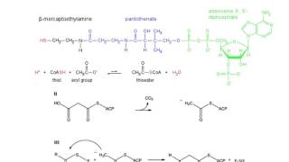 Fatty Acid Synthase [upl. by Ayhtak]