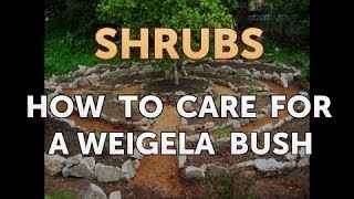 How to Care for a Weigela Bush [upl. by Nowaj]