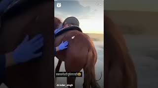 horse treatment shortsvideo comedy cow youtuber funny comedytvshow nature horse [upl. by Luckin816]