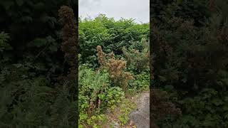 Identification of invasive weeds including Japanese Knotweed [upl. by Ayenat]