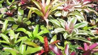 Neoregelia bromeliads explained care sun tolerance growth habit [upl. by Anyah]