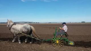 Arado a caballo percheron en Balcarce [upl. by Hollah469]