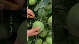 How to Grow Sweet Melon at Home plants shorts farming [upl. by Atiraj]