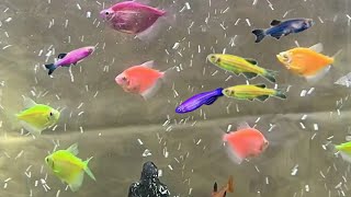 Can you keep Glofish tetra and Glofish danios Can GloFish zebra and GloFish tetras live together [upl. by Emile]