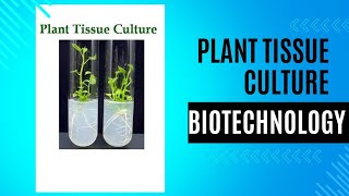 plant tissue culture steps types callus cell suspension meristem anthar protoplast class [upl. by Aitnas]