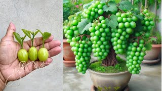 Ep1 A new skill in Grafting grape to create incredible fruit [upl. by Eelimaj]