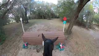 Tullymurry Fifi Open Preliminary  2024 Rocking Horse Winter I Horse Trials [upl. by Silin]