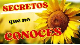 Los científicos NO quieren que sepas esto USOS y PROPIEDADES del girasol [upl. by Esmond]