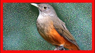 Zorzal Colorado Canto Sonido Llamado Cantando  Rufous Bellied Thrush Song Turdus Rufiventris [upl. by Vaenfila]