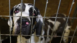 Breaking News More than 80 Great Danes Rescued from Cruelty [upl. by Drew]