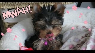 Picking up our new Yorkie puppy [upl. by Enihsnus842]