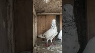 JEERE MADRASI 🕊️ kabutar youtube ratlam pigeons [upl. by Buehrer558]