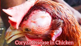 Infectious coryza with Treatment is a serious bacterial disease of chickens [upl. by Marieann961]