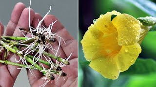 EASIEST Way to GROW Allamanda from Cuttings [upl. by Acenom173]