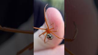 Handling A VENOMOUS RED WIDOW spider spiders [upl. by Odama]