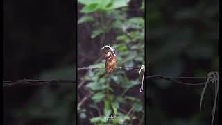 Common Kingfisher With a Catch birdphotography wildlifephotoghraphy commonkingfisher wildbangla [upl. by Herates]