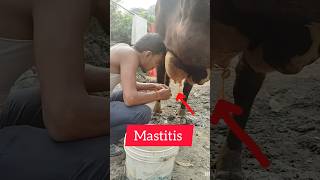 Mastitis in cowviralvideo viralvideo [upl. by Sung]