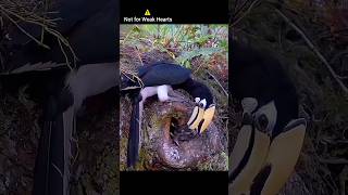 Bird Kills Hatchling for His Babies Feeding amazing shorts nature [upl. by Tabshey]