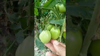 my F1 hybrid ansal tomato 🍅🍅🍅 StudentFarmayish [upl. by Nilesoy]