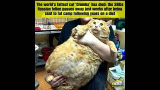 The worlds fattest cat Crumbs has diedthe 38lbs Russian feline passes away just weeks afterbeing [upl. by Moseley826]