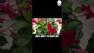 만데빌라 물 관리 🌹 이렇게 해보세요 식물키우기 공기정화식물 [upl. by Ives]