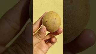 Sapodilla Cutting ASMR Video sapodilla asmrvideo chikoo asmrsounds fruitscutting mrsatisfier [upl. by Audrie]