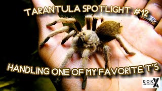 Tarantula Spotlight Ep 12  Handling One of My Favorite Ts  Aphonopelma chalcodes [upl. by Eelatsyrc]