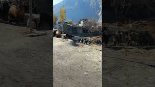 Shepherds Life  Village Life  CHITRAL villagelife nature travel viralvideo [upl. by Sinoda]