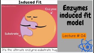 Induced fit model l Activation energy l Enzymes l 1st year biology [upl. by Eened]