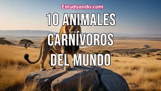 10 Animales Carnívoros del Mundo [upl. by Yodlem]