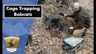 Cage Trapping Bobcats [upl. by Rann]