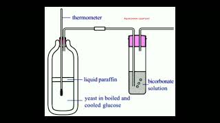 Respiration Anaerobic respiration experiment yeast experiment revisionexam class10biology [upl. by Libyc]