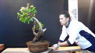 MADROÑO YAMADORI BONSAI [upl. by Aknayirp]